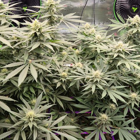 Bubble Gum (Serious Seeds) growlog timeline photo