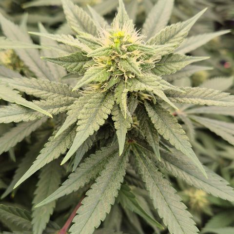 Bubble Gum (Serious Seeds) growlog timeline photo