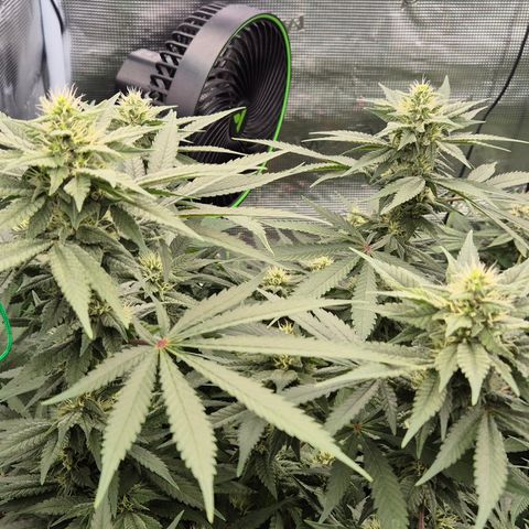 Bubble Gum (Serious Seeds) growlog timeline photo