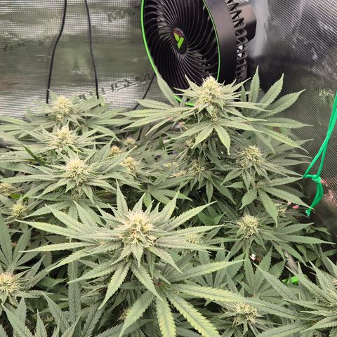 Bubble Gum (Serious Seeds) growlog timeline photo