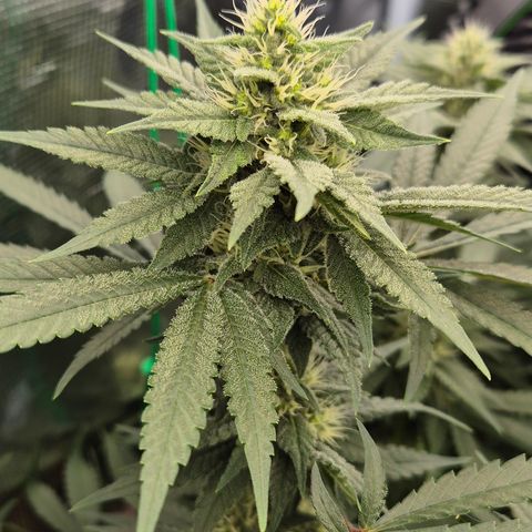 Bubble Gum (Serious Seeds) growlog timeline photo