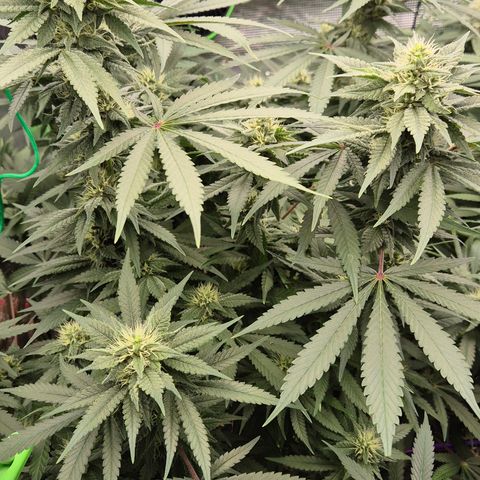 Bubble Gum (Serious Seeds) growlog timeline photo