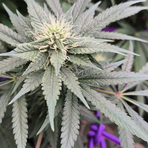 Bubble Gum (Serious Seeds) growlog timeline photo