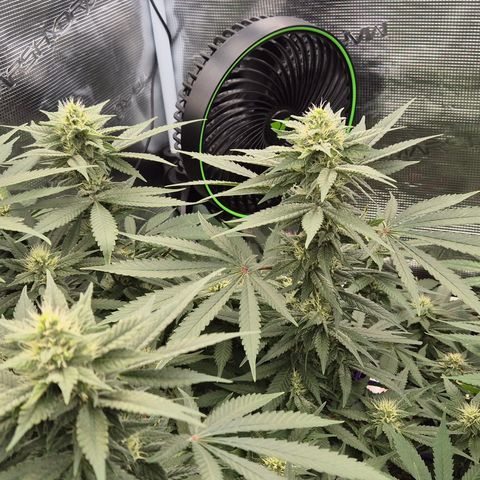 Bubble Gum (Serious Seeds) growlog timeline photo