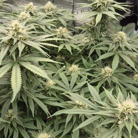 Bubble Gum (Serious Seeds) growlog timeline photo