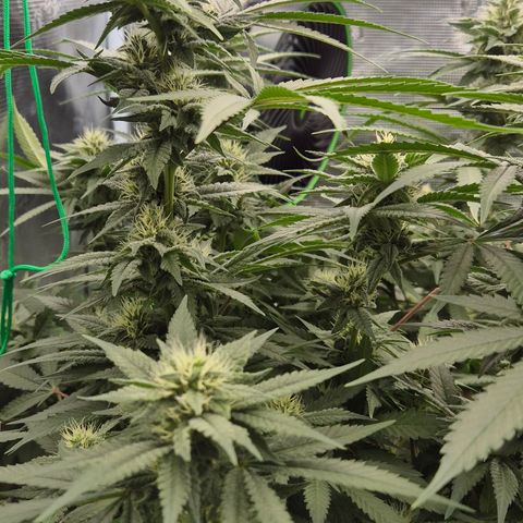 Bubble Gum (Serious Seeds) growlog timeline photo