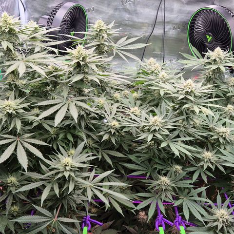 Bubble Gum (Serious Seeds) growlog timeline photo