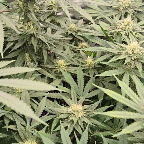 Bubble Gum (Serious Seeds) growlog timeline photo