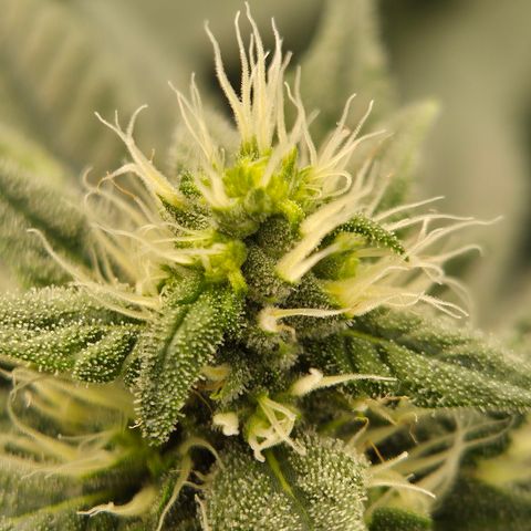 Bubble Gum (Serious Seeds) growlog timeline photo