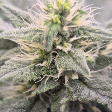 Bubble Gum (Serious Seeds) growlog timeline photo