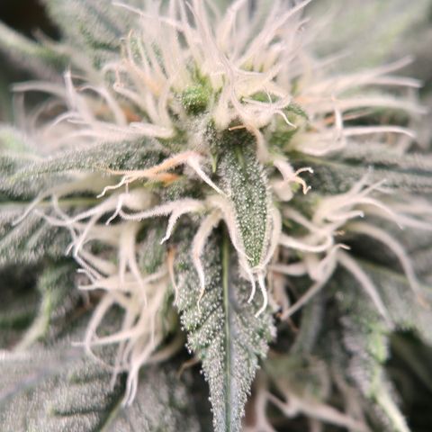 Bubble Gum (Serious Seeds) growlog timeline photo