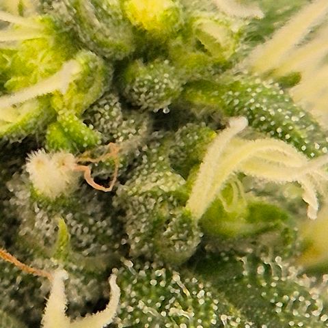 Bubble Gum (Serious Seeds) growlog timeline photo
