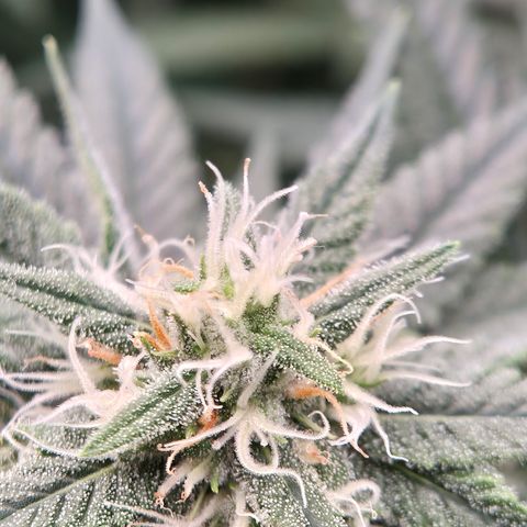 Bubble Gum (Serious Seeds) growlog timeline photo