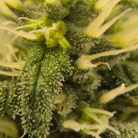 Bubble Gum (Serious Seeds) growlog timeline photo