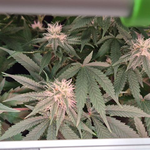 Bubble Gum (Serious Seeds) growlog timeline photo
