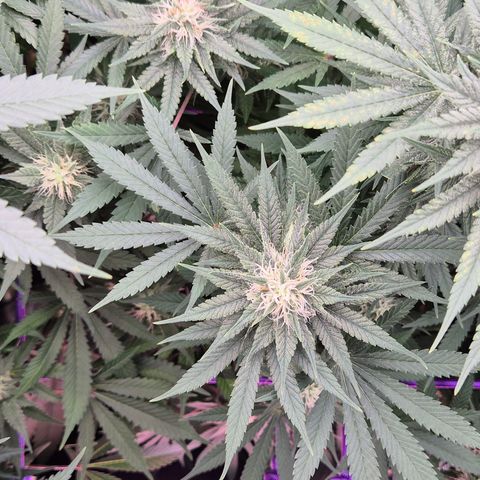 Bubble Gum (Serious Seeds) growlog timeline photo