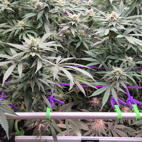 Bubble Gum (Serious Seeds) growlog timeline photo