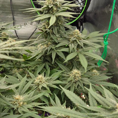 Bubble Gum (Serious Seeds) growlog timeline photo