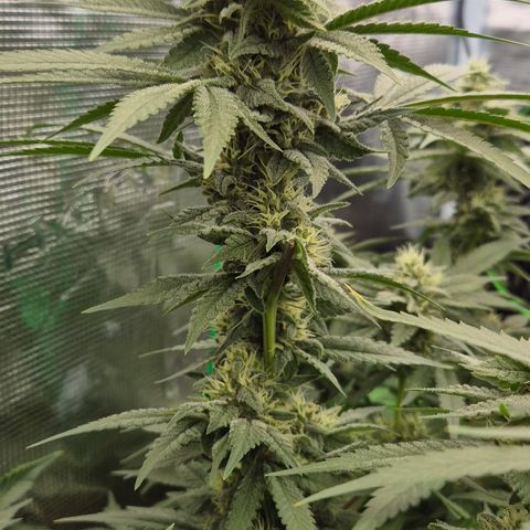 Bubble Gum (Serious Seeds) growlog timeline photo