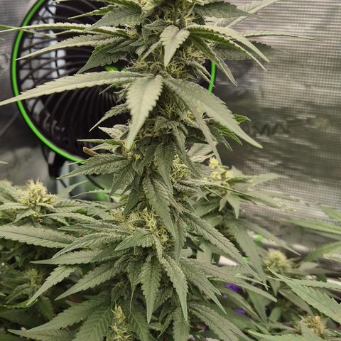 Bubble Gum (Serious Seeds) growlog timeline photo
