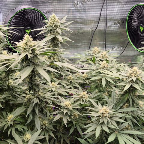 Bubble Gum (Serious Seeds) growlog timeline photo