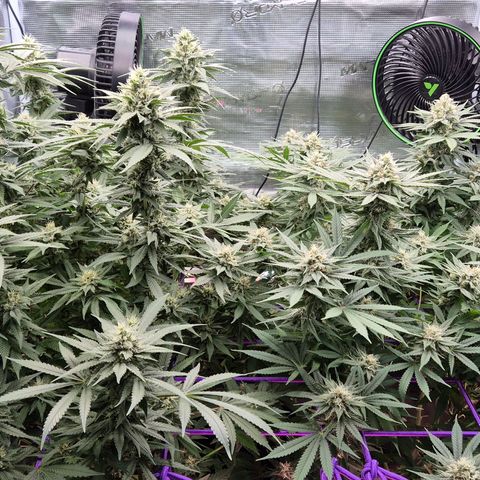 Bubble Gum (Serious Seeds) growlog timeline photo
