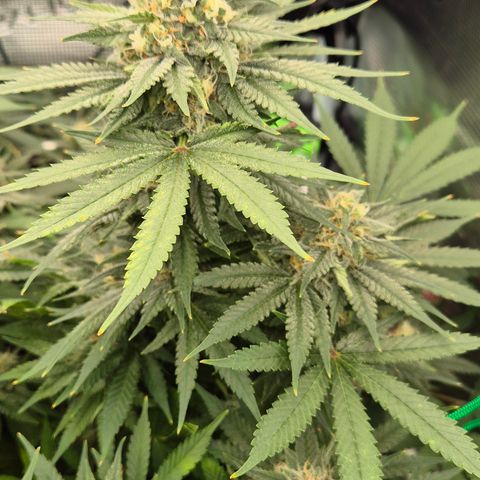 Bubble Gum (Serious Seeds) growlog timeline photo