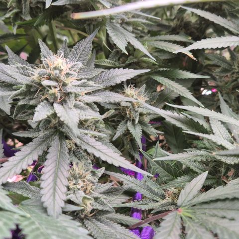 Bubble Gum (Serious Seeds) growlog timeline photo