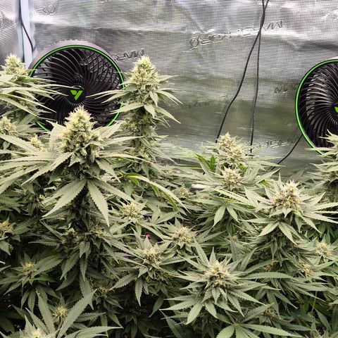 Bubble Gum (Serious Seeds) growlog timeline photo