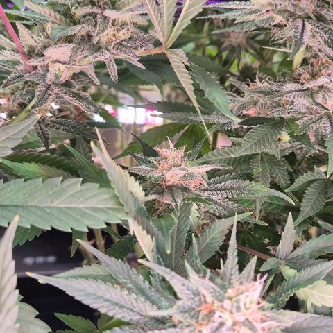 Bubble Gum (Serious Seeds) growlog timeline photo