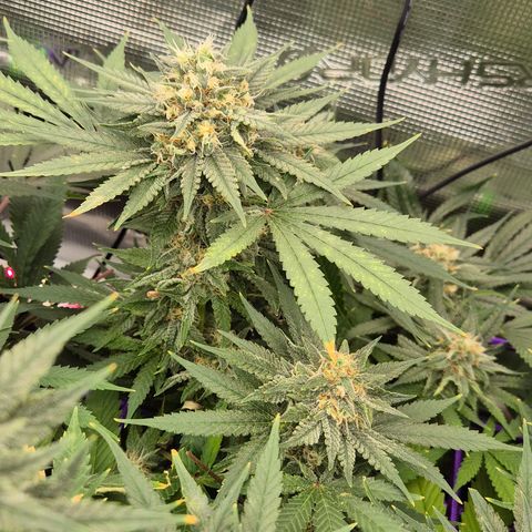 Bubble Gum (Serious Seeds) growlog timeline photo