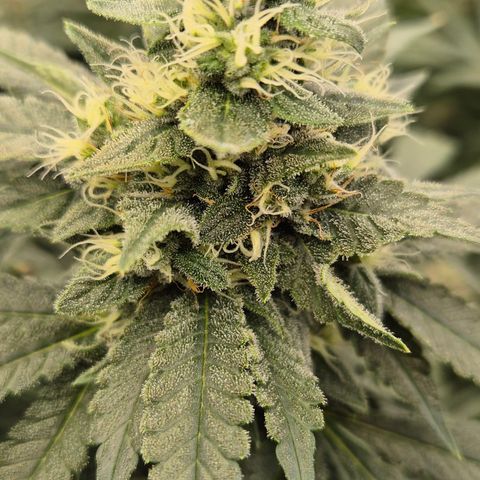 Bubble Gum (Serious Seeds) growlog timeline photo
