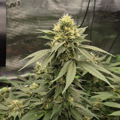 Bubble Gum (Serious Seeds) growlog timeline photo