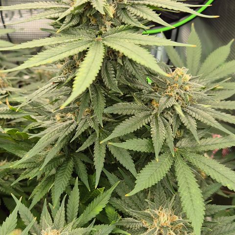 Bubble Gum (Serious Seeds) growlog timeline photo