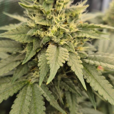 Bubble Gum (Serious Seeds) growlog timeline photo