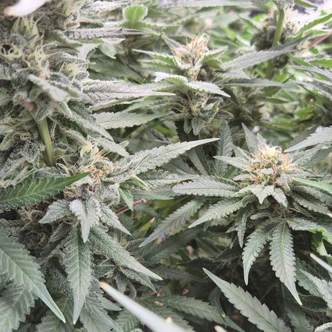 Bubble Gum (Serious Seeds) growlog timeline photo