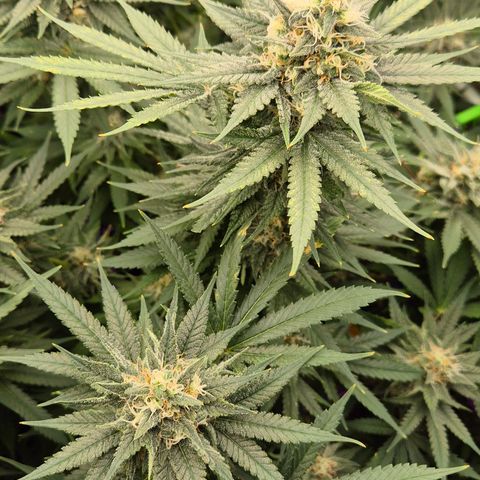 Bubble Gum (Serious Seeds) growlog timeline photo