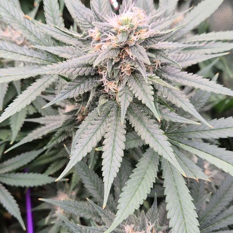 Bubble Gum (Serious Seeds) growlog timeline photo