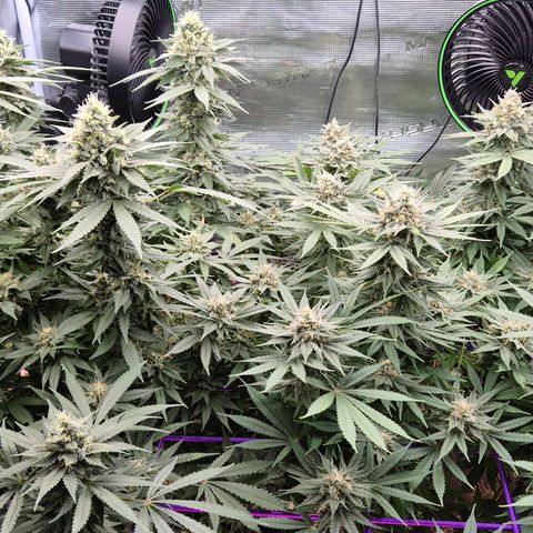 Bubble Gum (Serious Seeds) growlog timeline photo