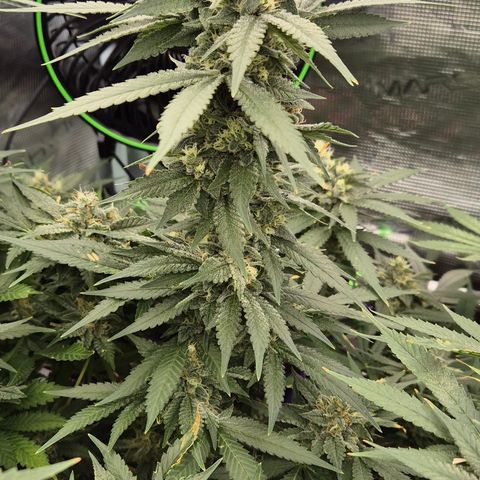 Bubble Gum (Serious Seeds) growlog timeline photo