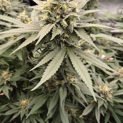 Bubble Gum (Serious Seeds) growlog timeline photo