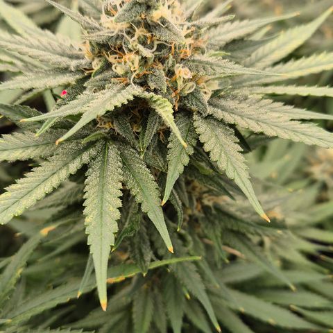 Bubble Gum (Serious Seeds) growlog timeline photo