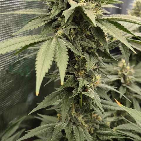 Bubble Gum (Serious Seeds) growlog timeline photo
