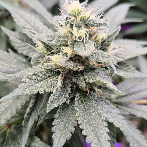 Bubble Gum (Serious Seeds) growlog timeline photo
