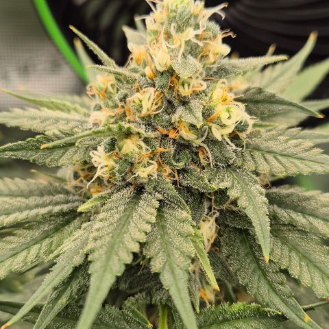 Bubble Gum (Serious Seeds) growlog timeline photo