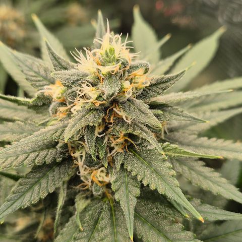 Bubble Gum (Serious Seeds) growlog timeline photo