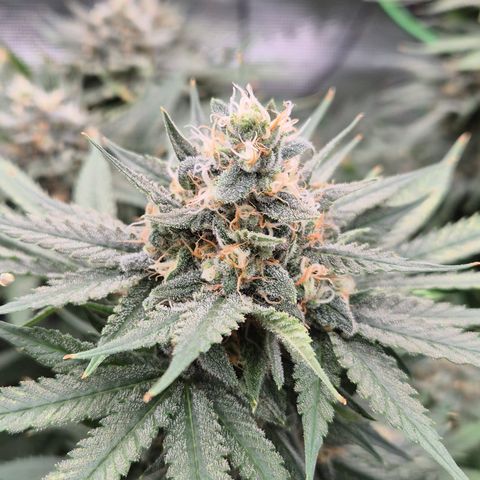 Bubble Gum (Serious Seeds) growlog timeline photo