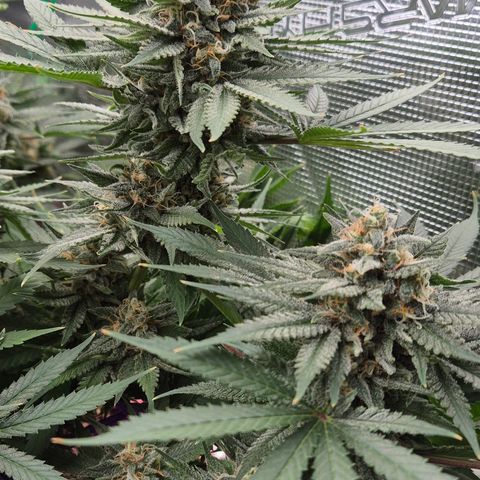 Bubble Gum (Serious Seeds) growlog timeline photo