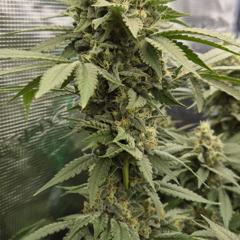 Bubble Gum (Serious Seeds) growlog timeline photo