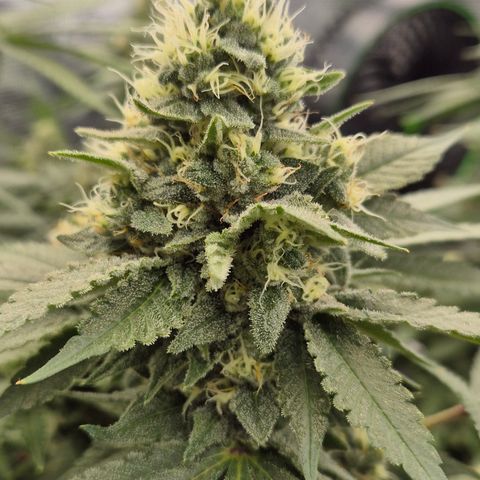 Bubble Gum (Serious Seeds) growlog timeline photo